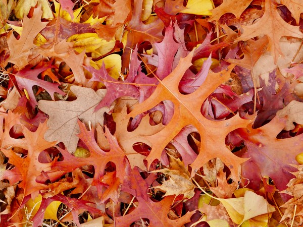 red and brown pin oak leaves on ground