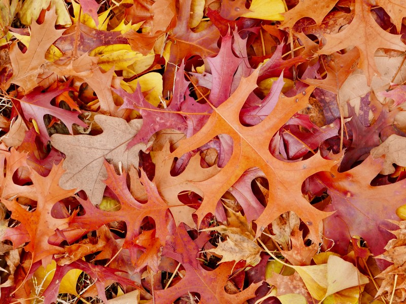 red and brown pin oak leaves on ground