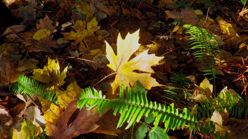 Maple Leaf and Ferns