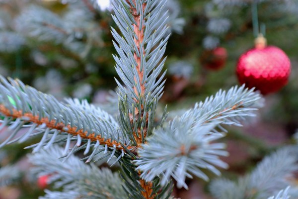 Blues spruce needels and Christmas ornament