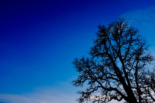 Bare tree and blue sky