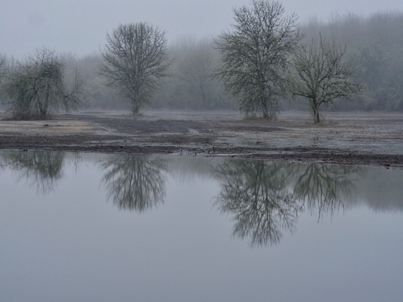 bare trees and reflections