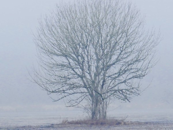bare tree