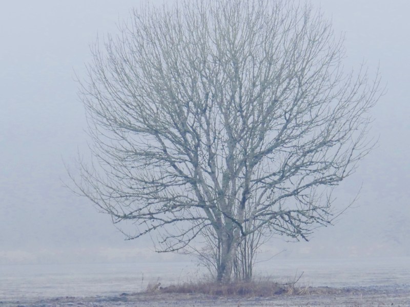 bare tree
