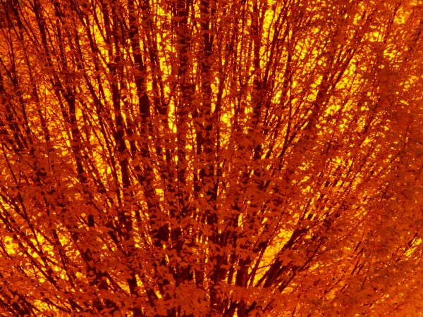 Orange leaves and branches