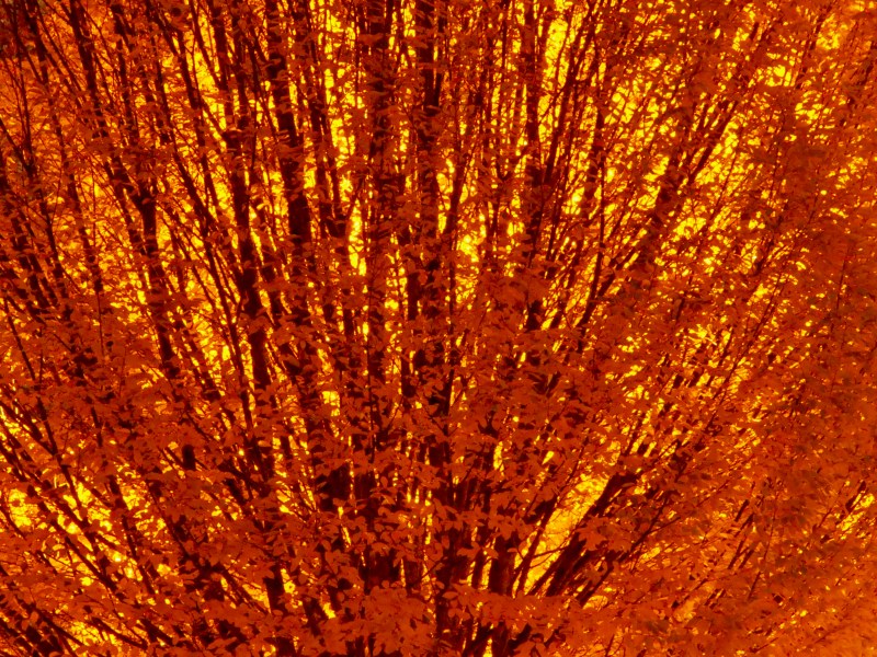 Orange leaves and branches