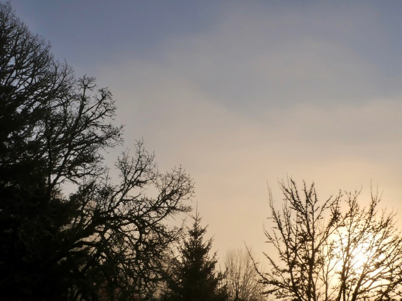 Bare trees and rising sun