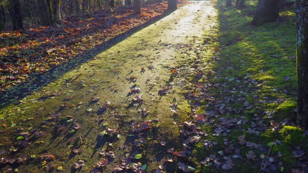 Path covered in green moss and autumn leaves