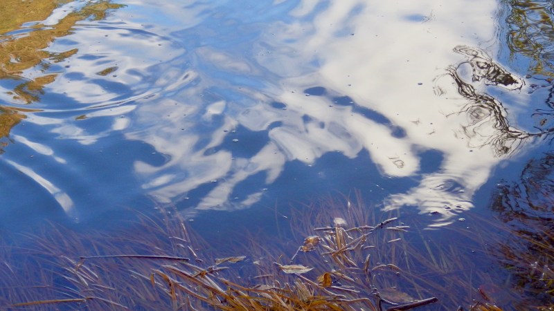 Water and grasses at edge of river