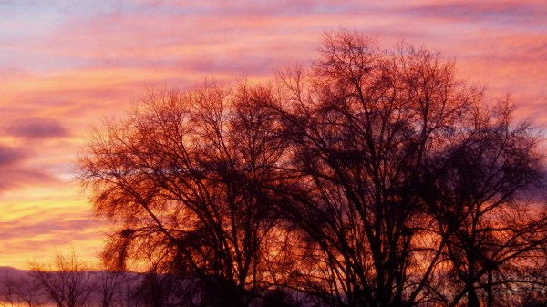 Pastel sky and silhouetted bare trees