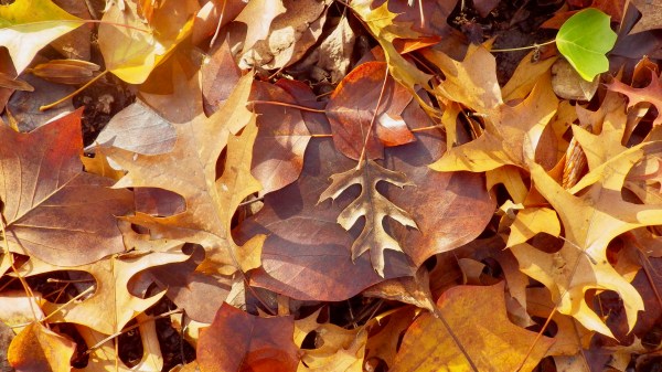 autumn leaves on the ground