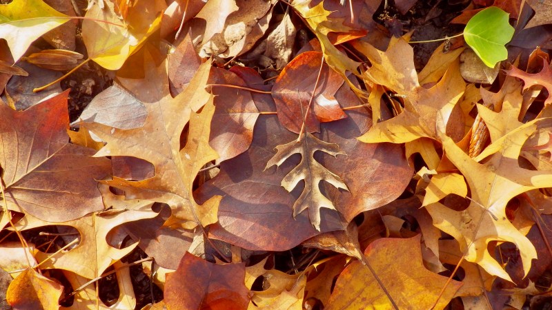 autumn leaves on the ground