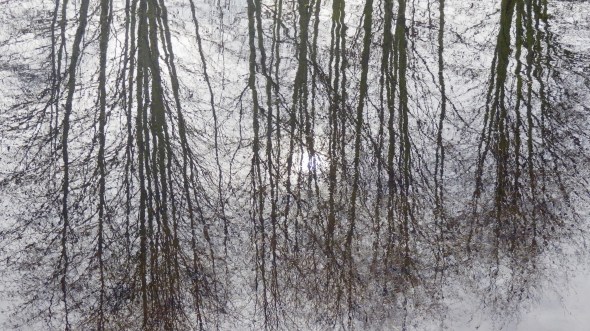 reflection of bare trees