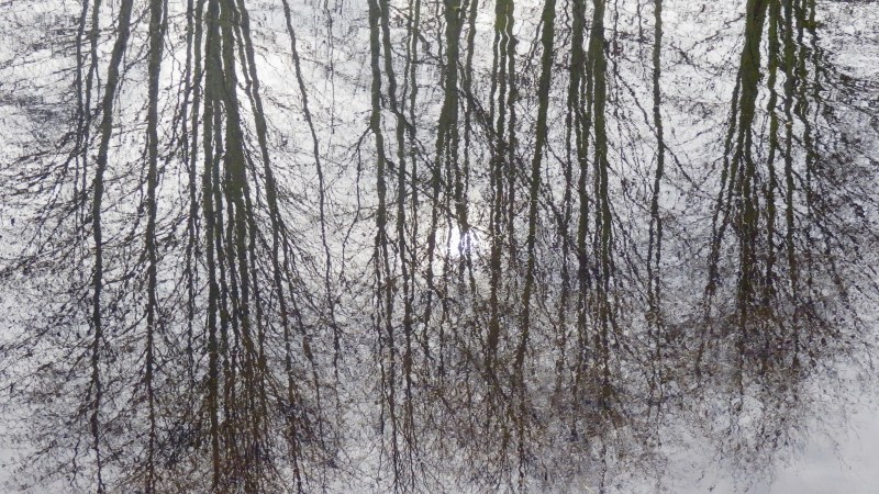 reflection of bare trees