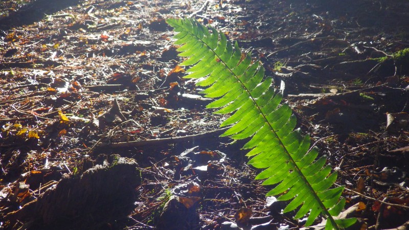 Backlit fern in shadowy forest