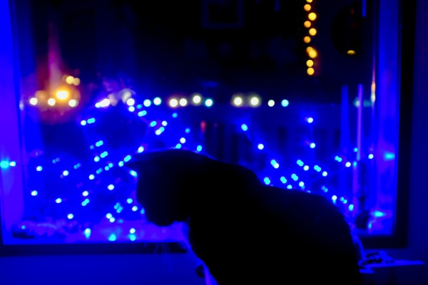 Cat in window at night with holiday lights
