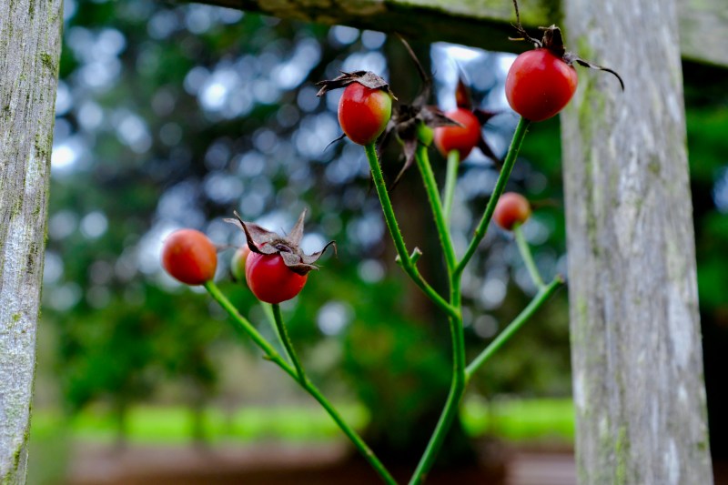 Rose hips