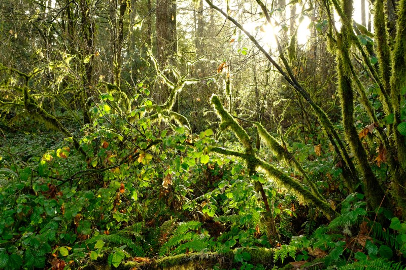 Sun shining in green forest
