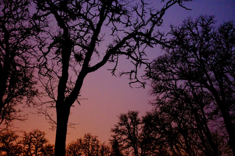 Bare trees and sky glow at dusk