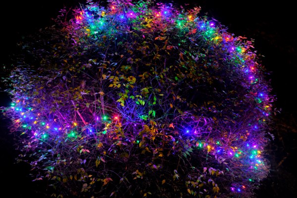 shrub lit by holiday lights