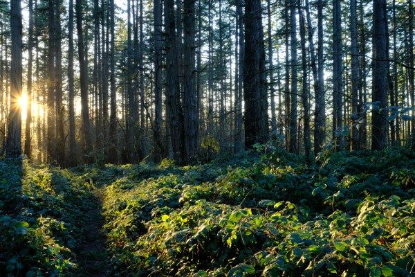 Forest, trail and setting sun