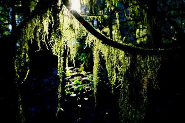 Lichen hanging from branches