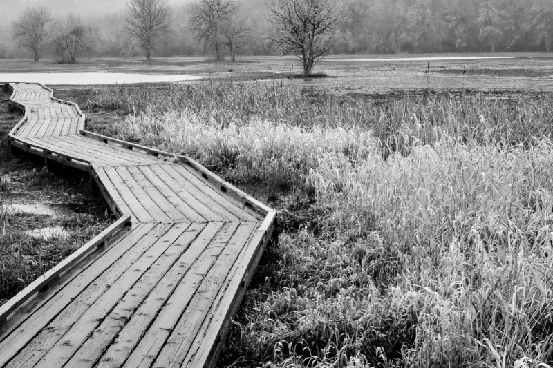 boardwalk on edge of wetlands