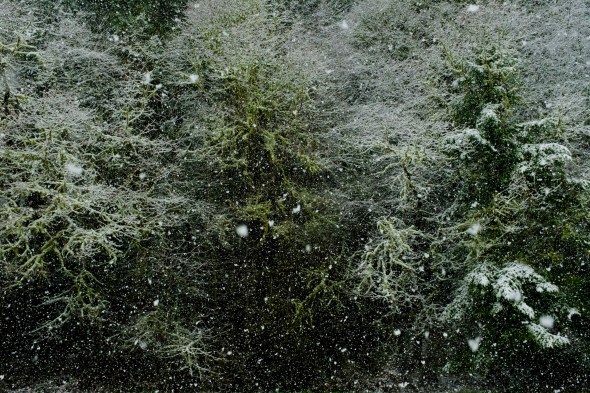 Falling snow and bare trees