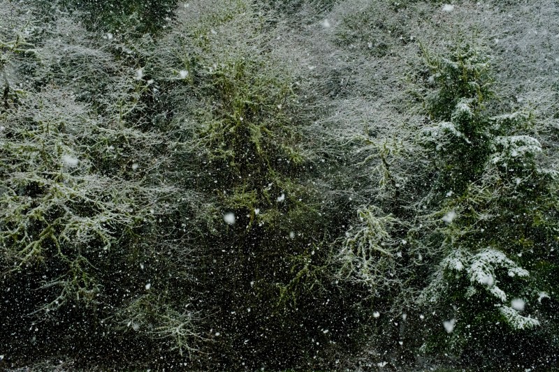 Falling snow and bare trees