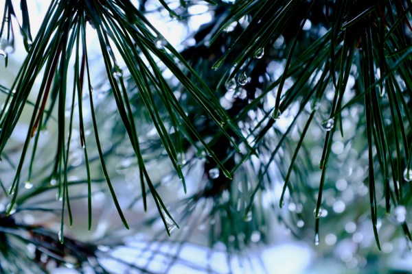 pine needles and water drops