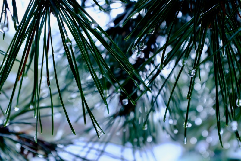 pine needles and water drops