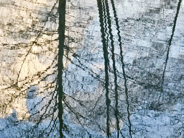 Reflections of bear trees in a marsh