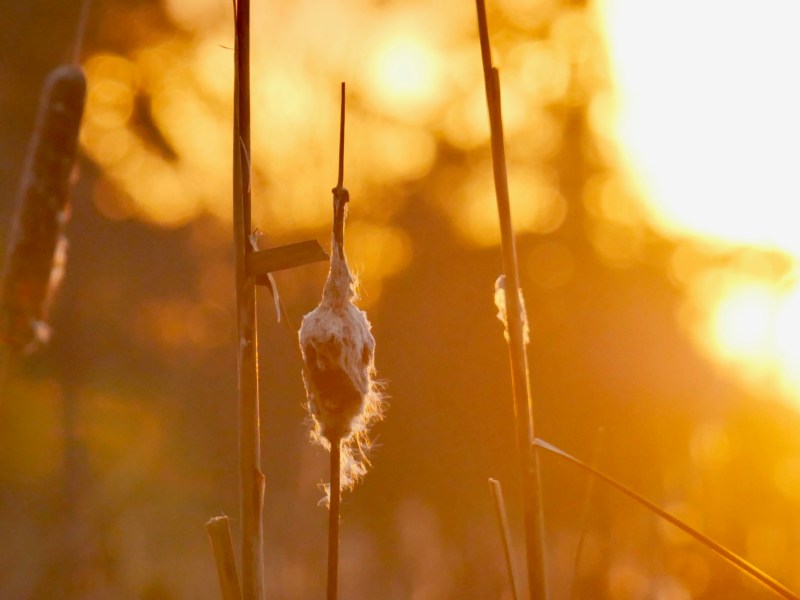 Cattail at sunset