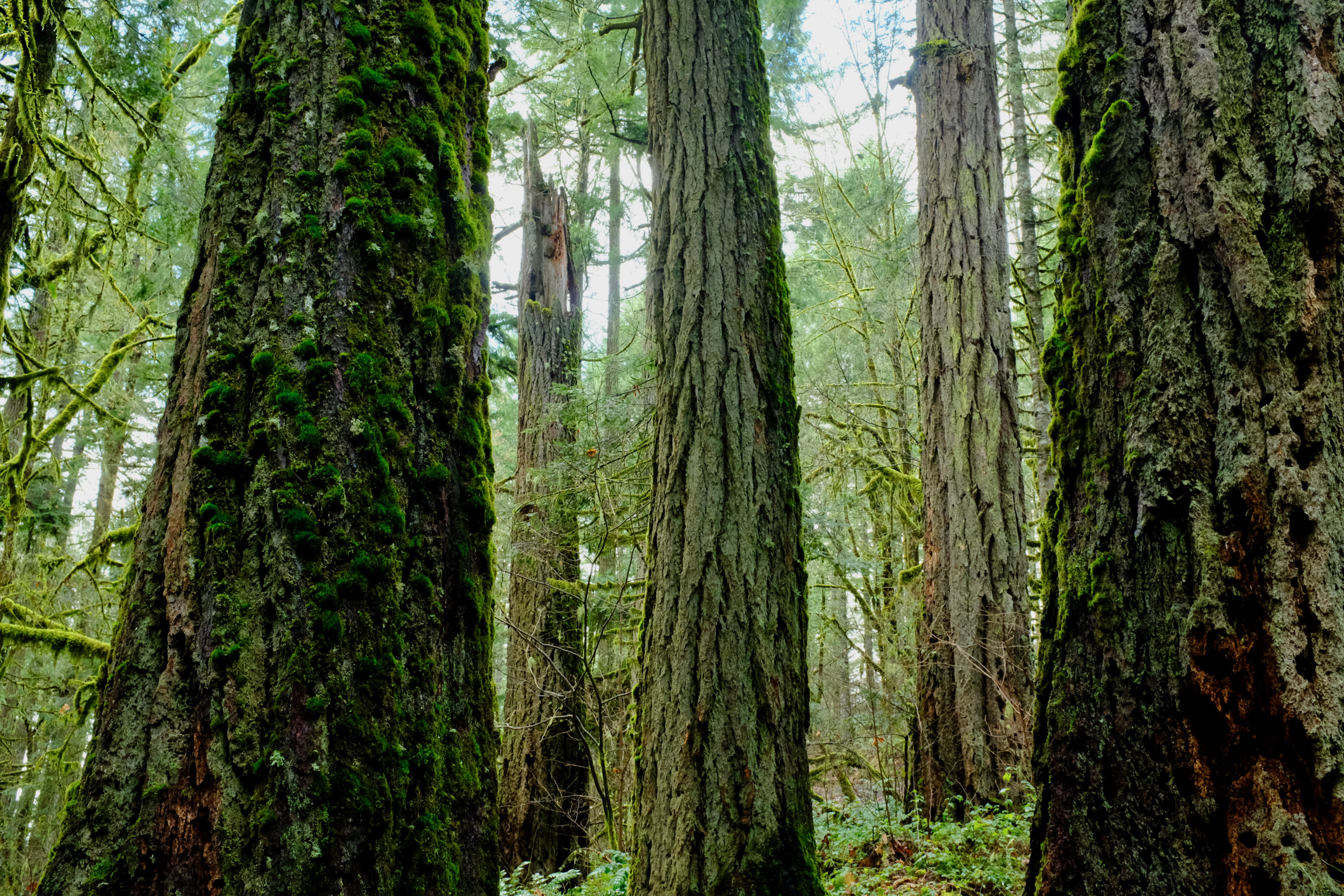 Trunks of large Douglas-fir trees
