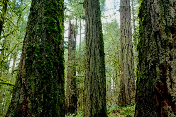 Trunks of large Douglas-fir trees