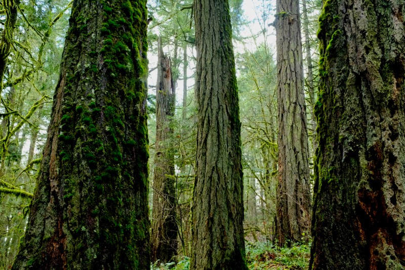 Trunks of large Douglas-fir trees
