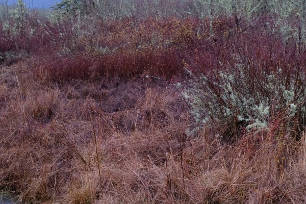 Wetland grasss, shrubs and small trees
