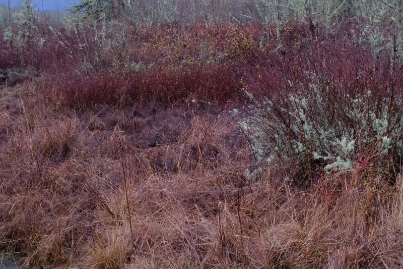 Wetland grasss, shrubs and small trees