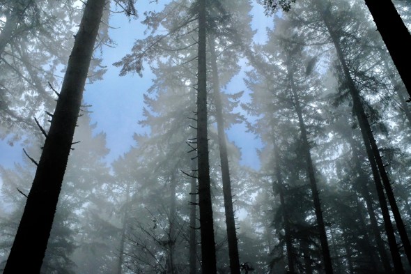 Foggy forest of tall trees