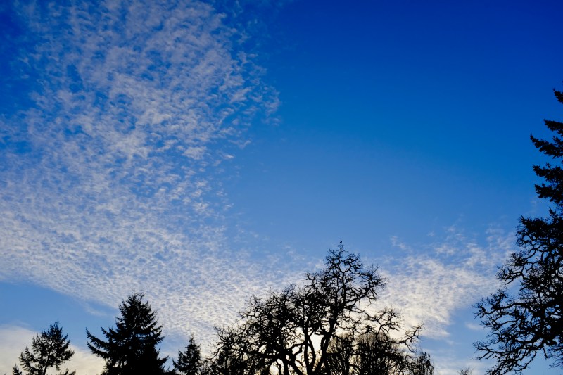 Bare trees and wispy clouds after sunset