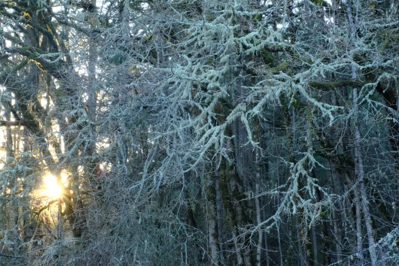 Sun setting in forest