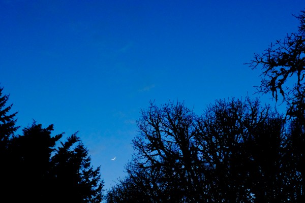 Crescent moon and bare trees