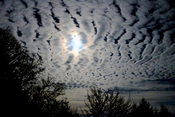 Moon, white clouds, bare trees