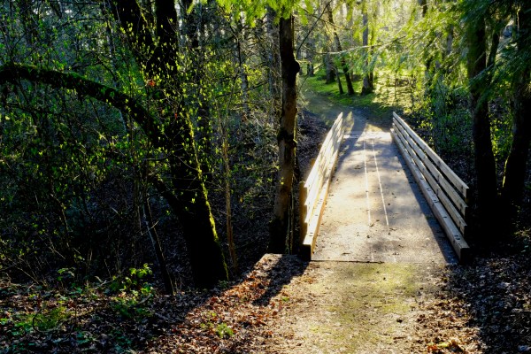 Walking bridge in forest