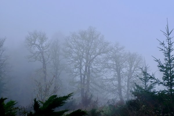 bare trees and fog
