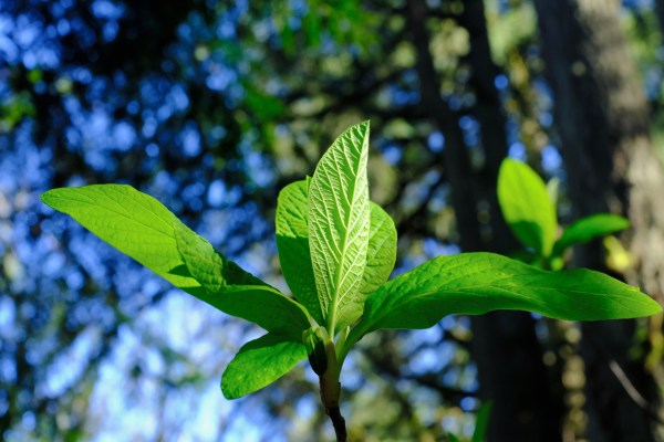 Green leaves unfolding