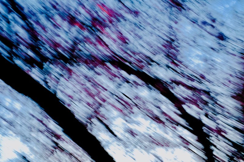 Abstract blur of limbs and cherry blossoms