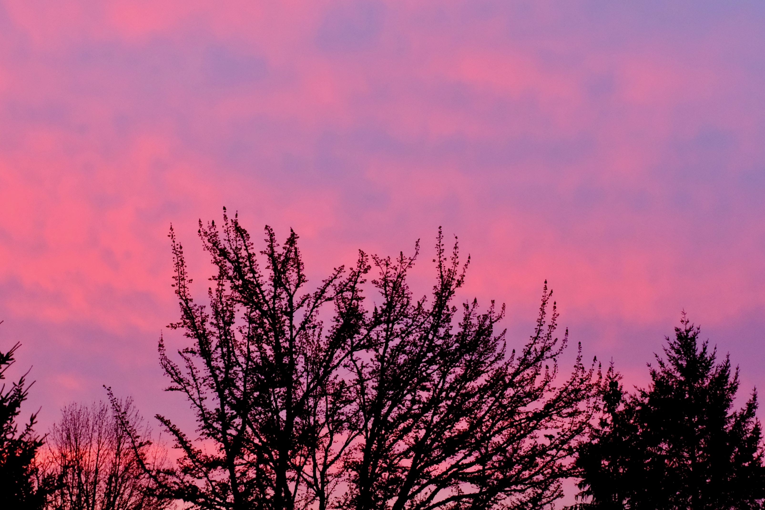 Pink sky and trees in silhouette