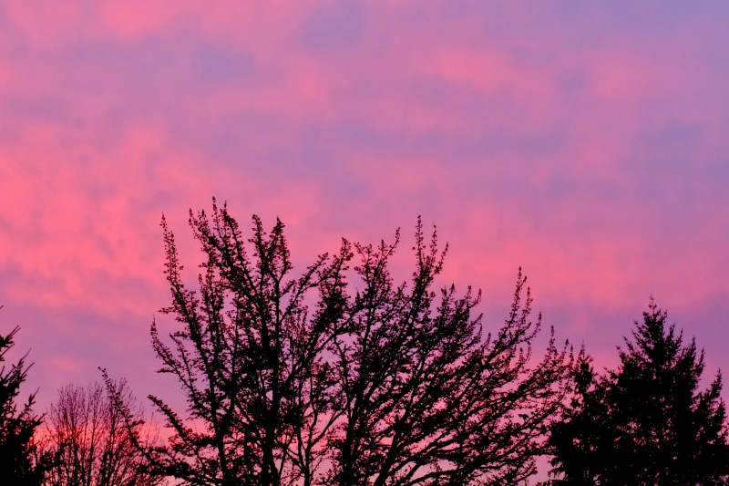 Pink sky and trees in silhouette