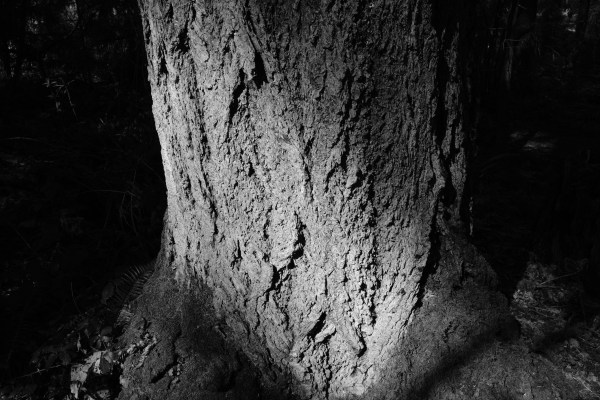 Furrowed trunk of large tree